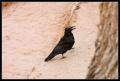 CRW_8886 Strutting bird